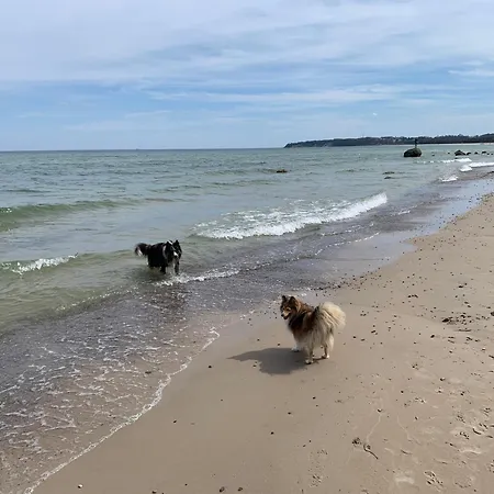 Goehren Urlaub Mit Hund
